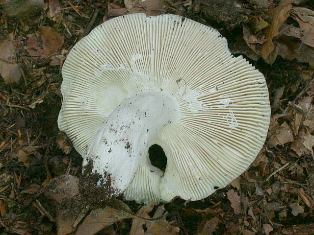 russula_cyanoxantha_3b.jpg