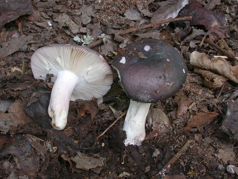 russula_cyanoxantha_4.jpg