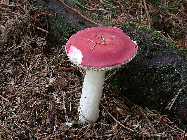 russula_emetica_var._emetica.jpg