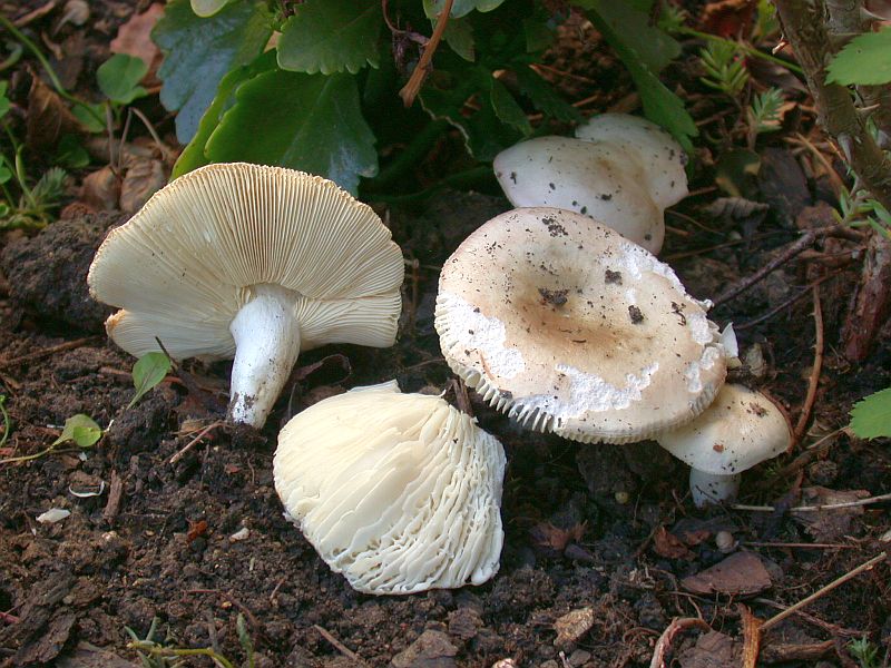 russula_exalbicans_2b.jpg