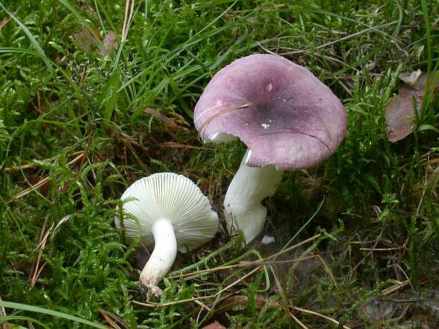russula_fragilis.jpg