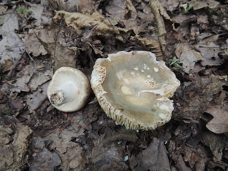russula_heterophylla_1a.jpg