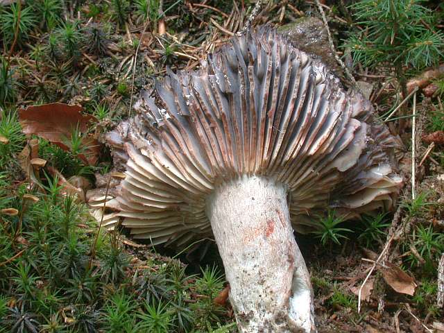 russula_nigricans_2a.jpg
