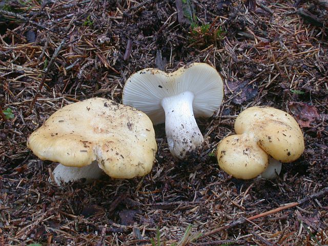 russula_ochroleuca.jpg