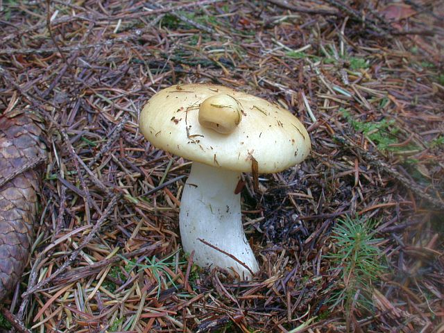 russula_ochroleuca_1.jpg