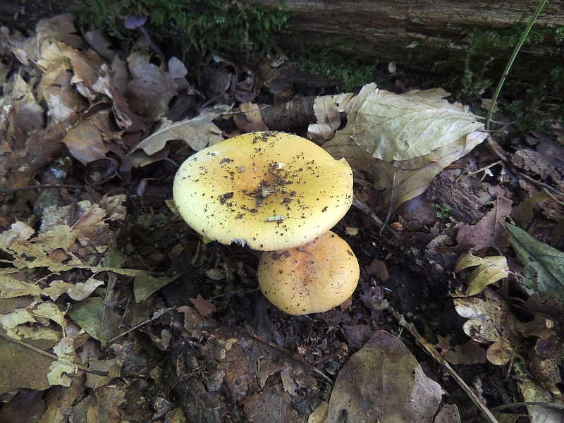 russula_ochroleuca_2a.jpg