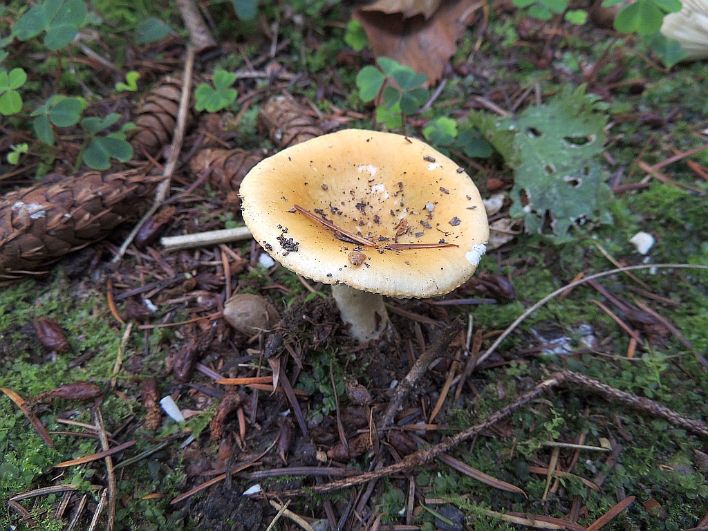russula_ochroleuca_3a.jpg