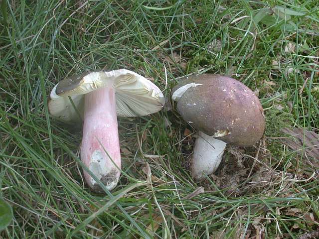 russula_olivacea_1.jpg
