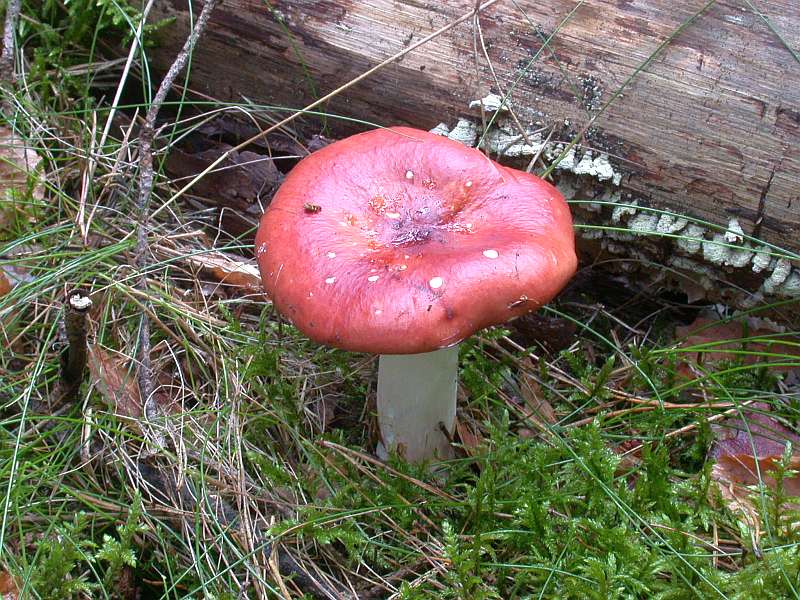 russula_paludosa_1.jpg