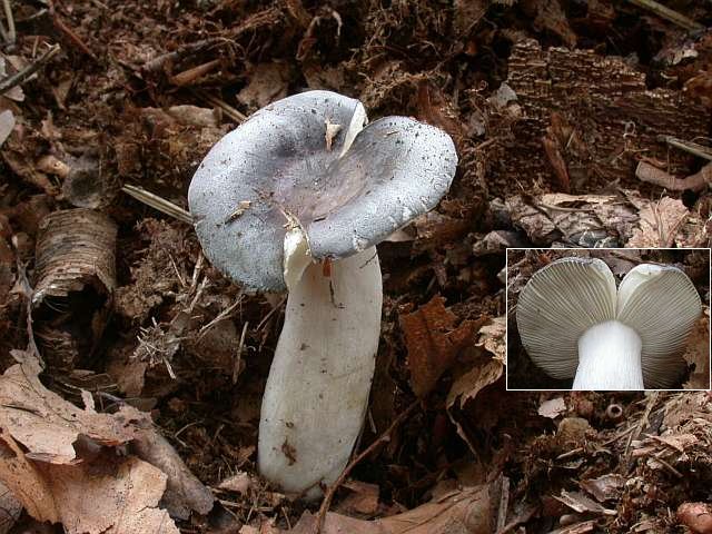 russula_parazurea_2.jpg