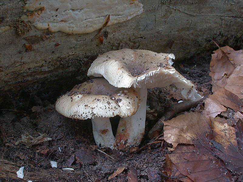 russula_pectinatoides.jpg