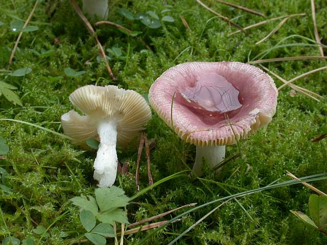 russula_puellaris.jpg
