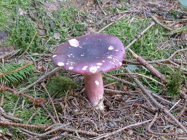russula_queletii_1a.jpg