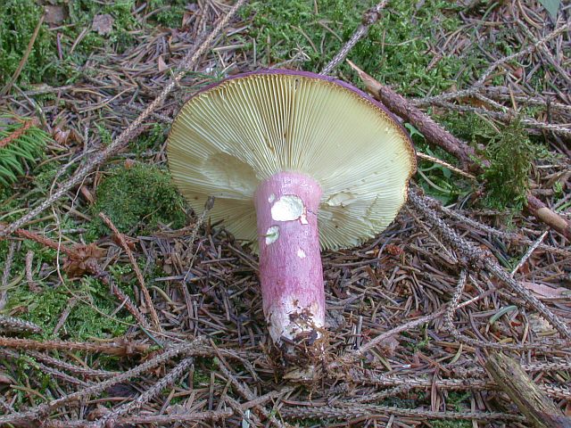 russula_queletii_1b.jpg