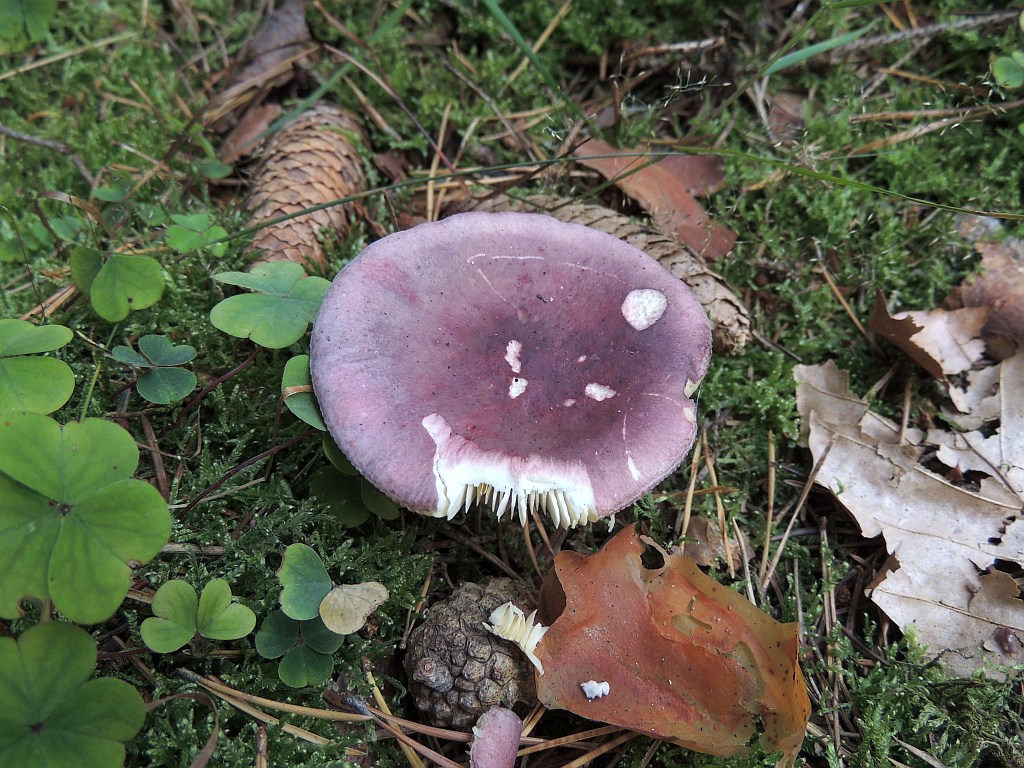 russula_sardonia_4.jpg