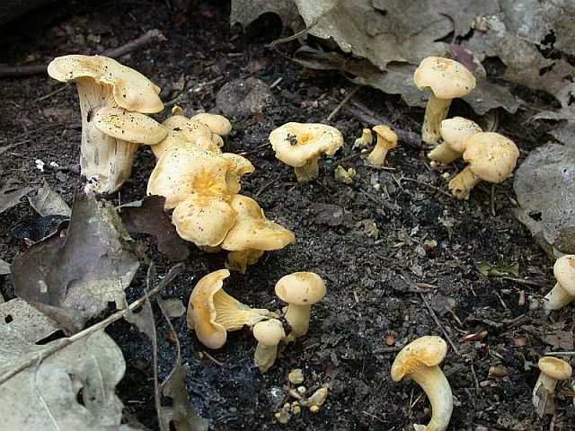 cantharellus_cibarius.jpg