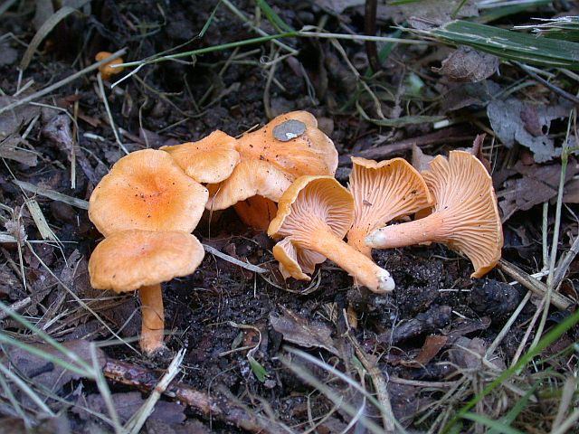 cantharellus_friesii_1.jpg