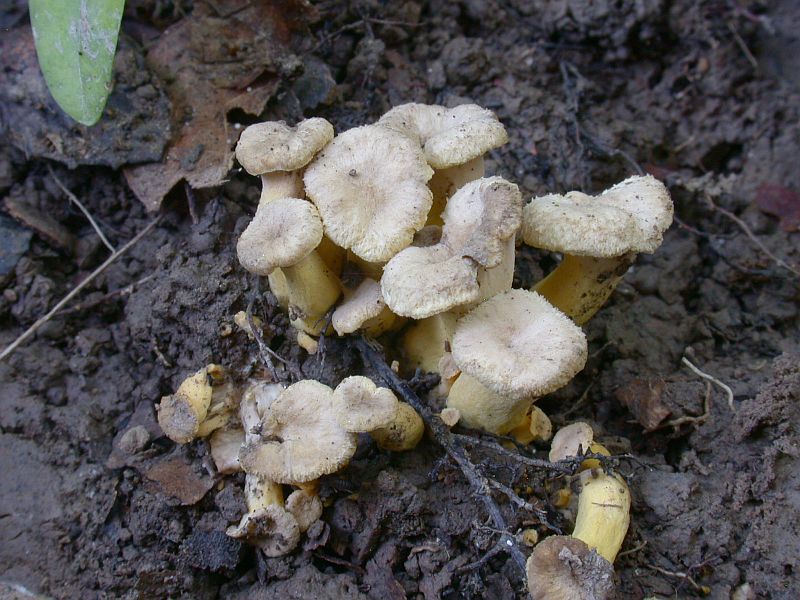 cantharellus_melanoxeros_1.jpg
