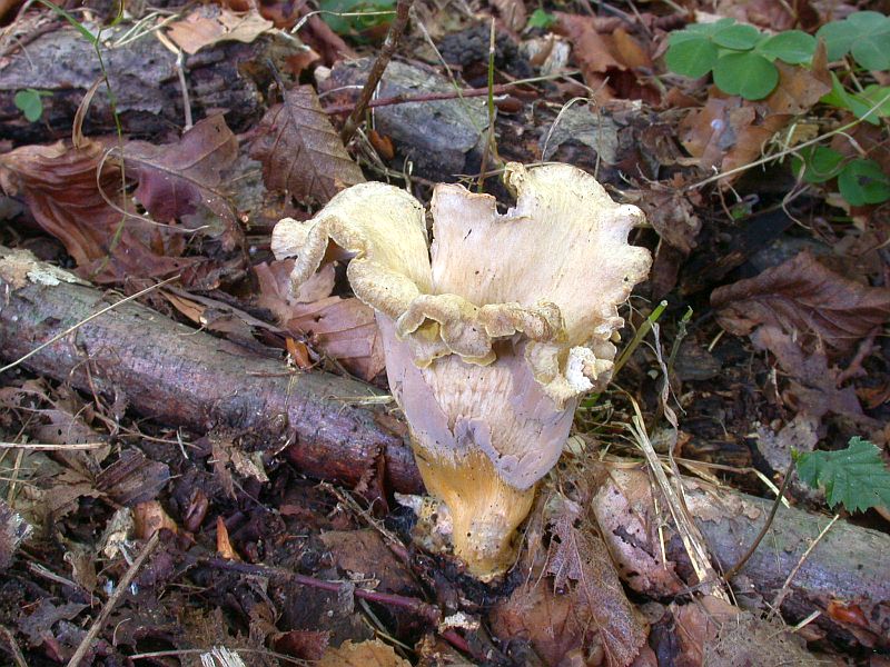 cantharellus_melanoxeros_2a.jpg