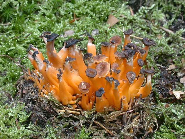 cantharellus_xanthopus_1.jpg