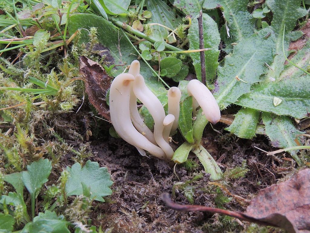 clavaria_fragilis_2a.jpg