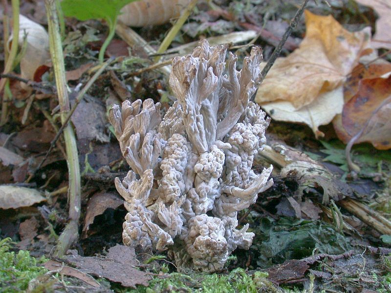 clavulina_cinerea_2.jpg