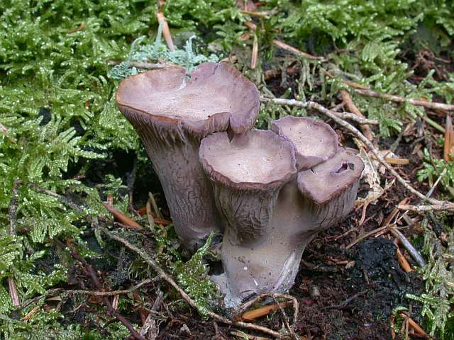 gomphus_clavatus.jpg