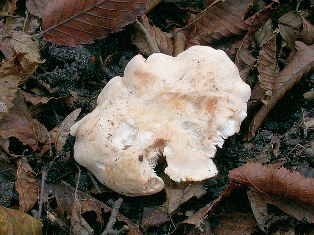 hydnum_repandum_3a.jpg