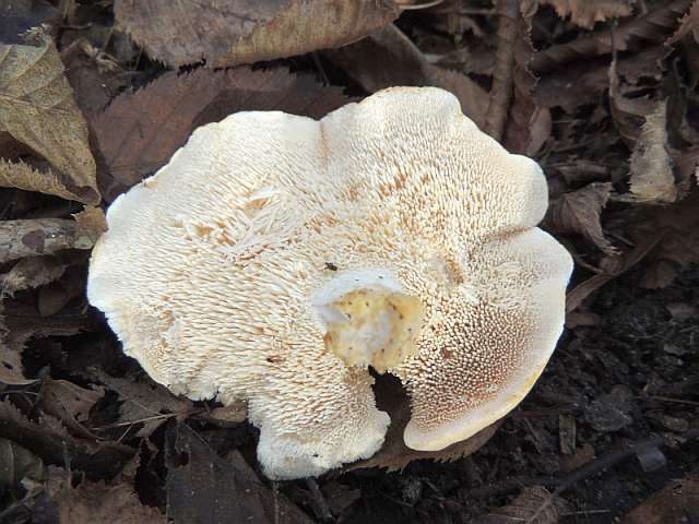 hydnum_repandum_3b.jpg