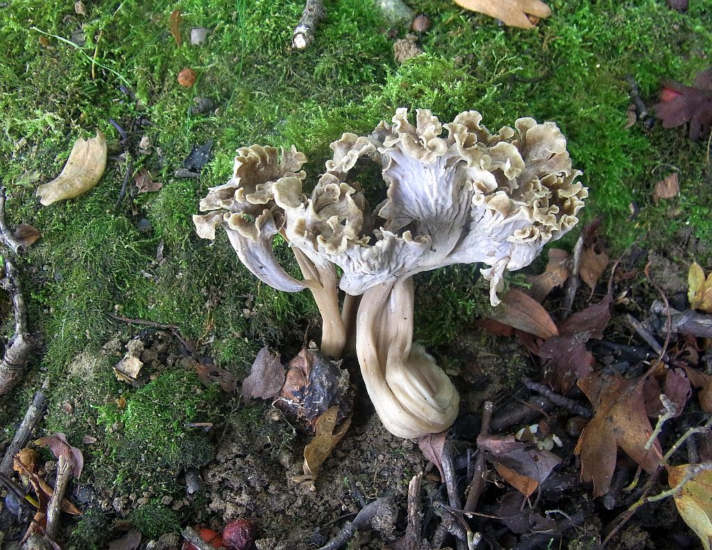 pseudocraterellus_undulatus__2.jpg