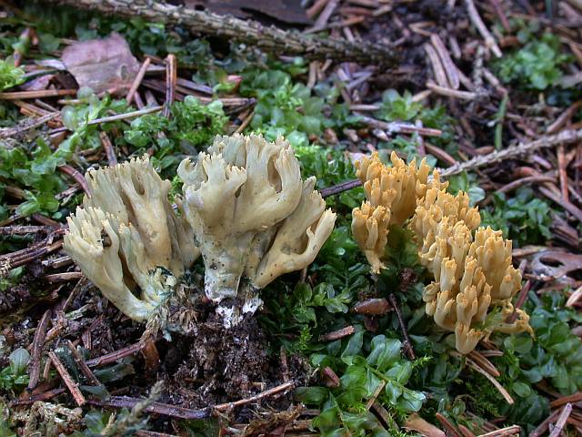 ramaria_abietina_2.jpg