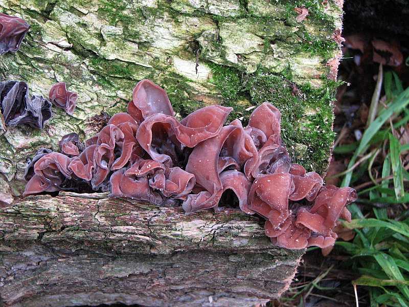 auricularia_auricula-judae.jpg