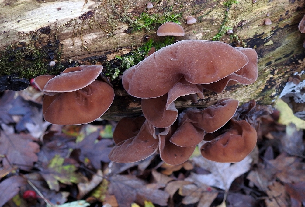 auricularia_auricula-judae_2.JPG