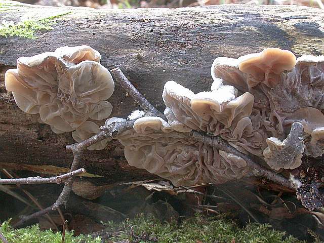 auricularia_mesenterica_6.jpg