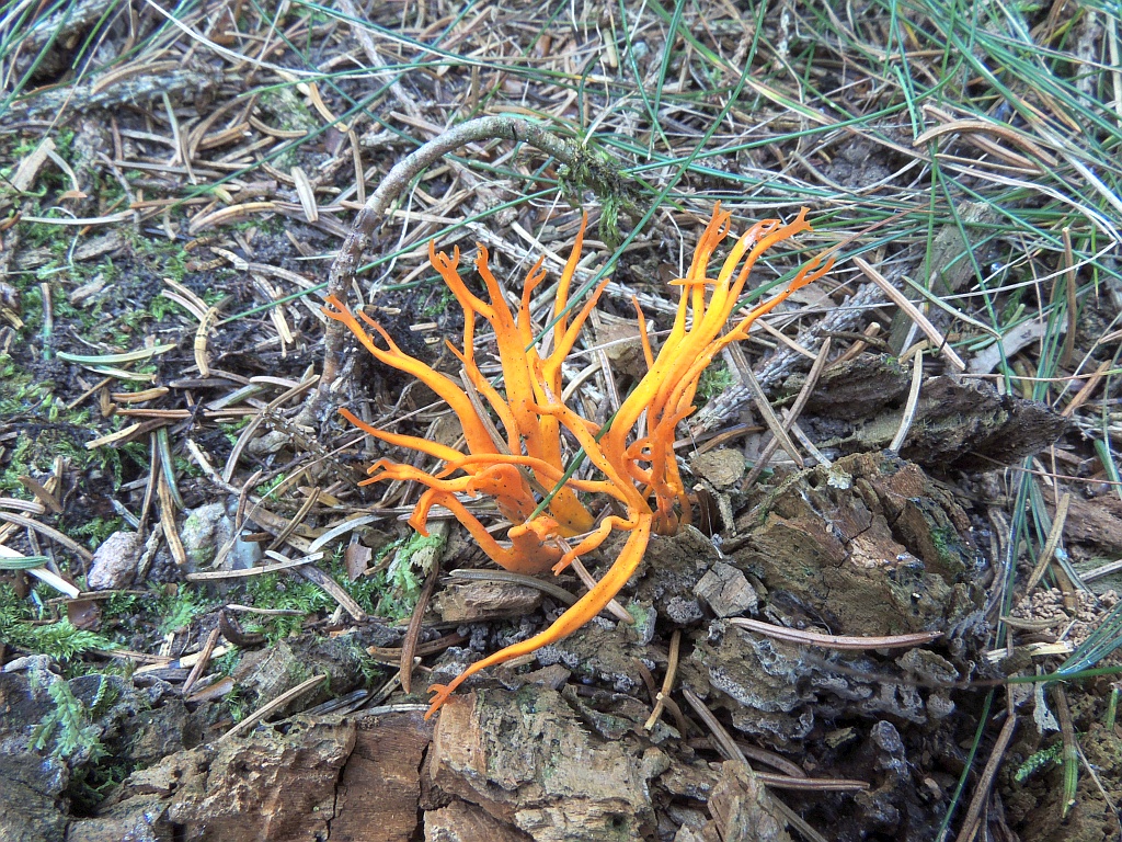 calocera_viscosa_3.jpg