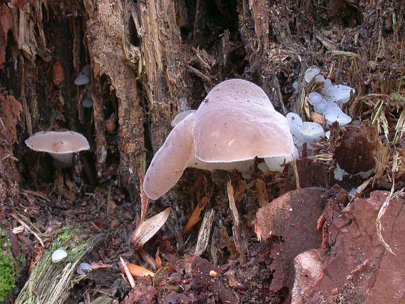 pseudohydnum_gelatinosum.jpg