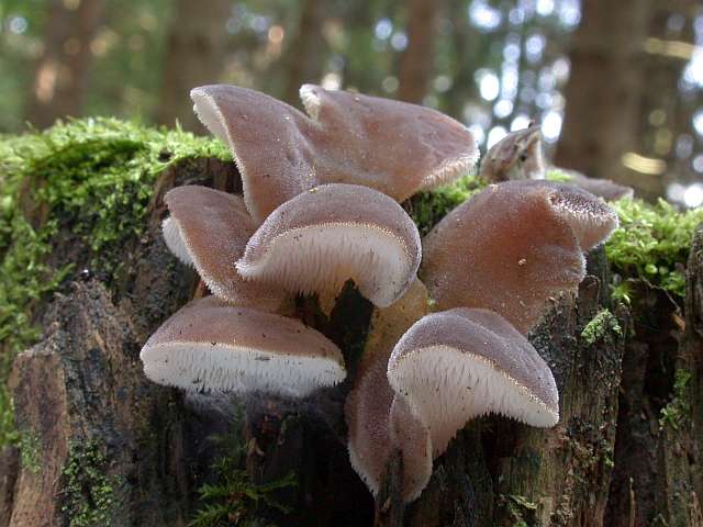 pseudohydnum_gelatinosum_1.jpg