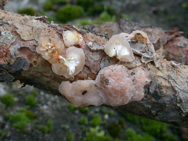 tremella_encephala.jpg