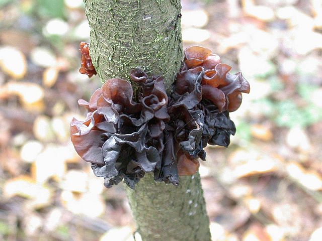 tremella_foliacea_1.jpg