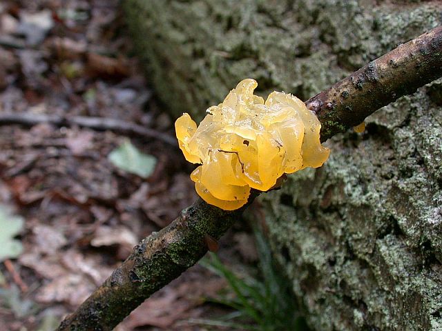 tremella_lutescens.jpg