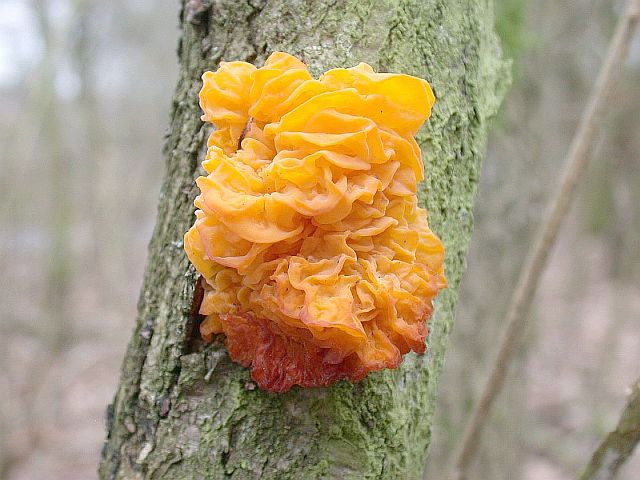 tremella_lutescens_1.jpg
