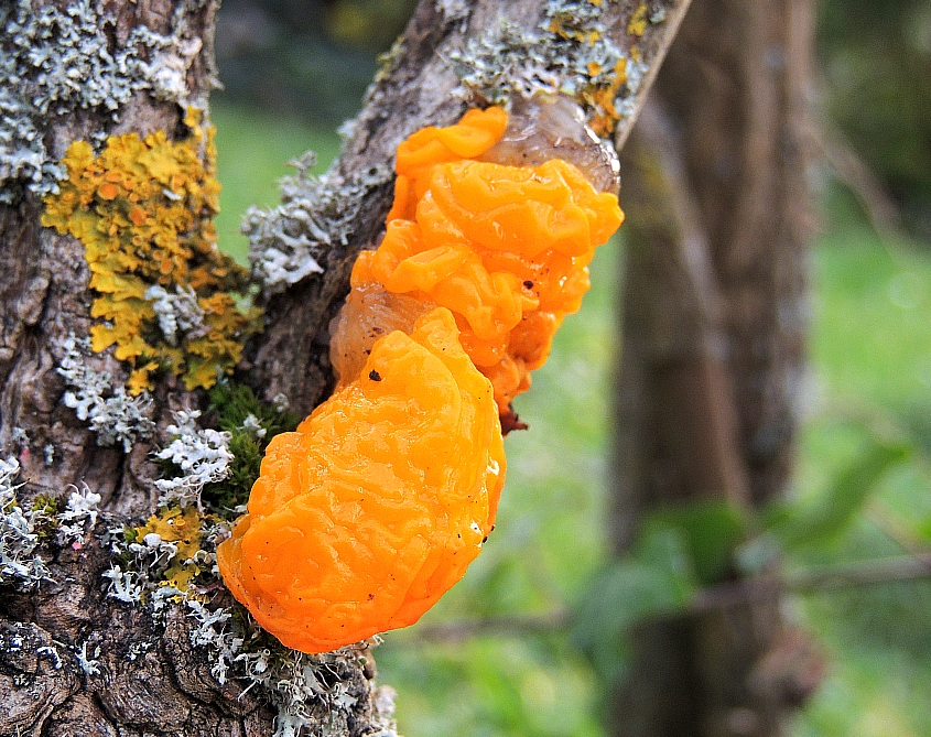 tremella_lutescens_3.JPG