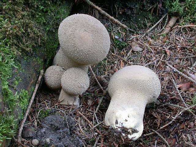 calvatia_excipuliformis.jpg