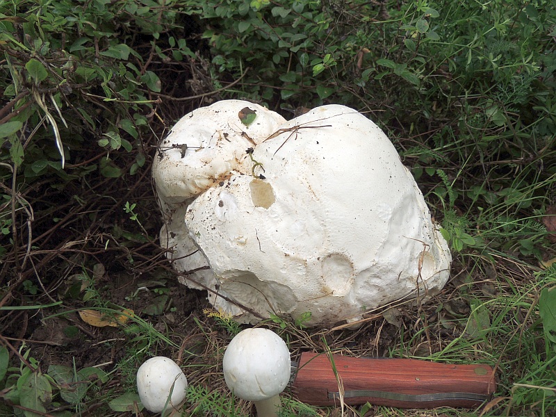calvatia_gigantea_1.jpg
