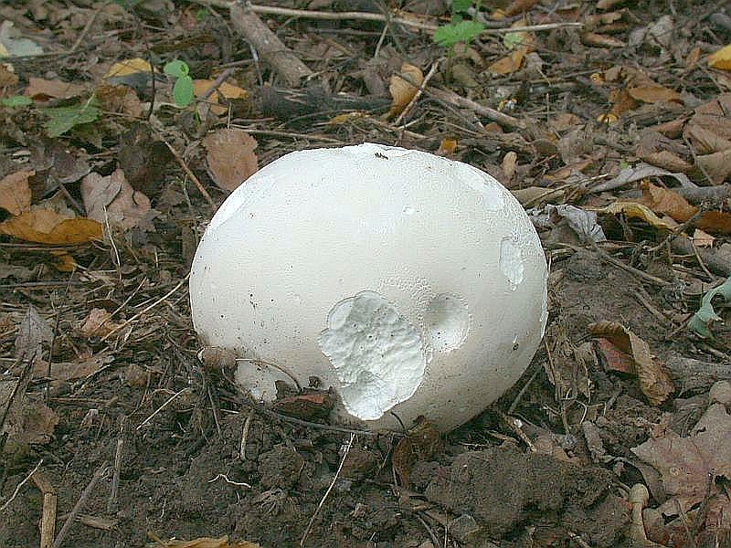 calvatia_gigantea_2.jpg