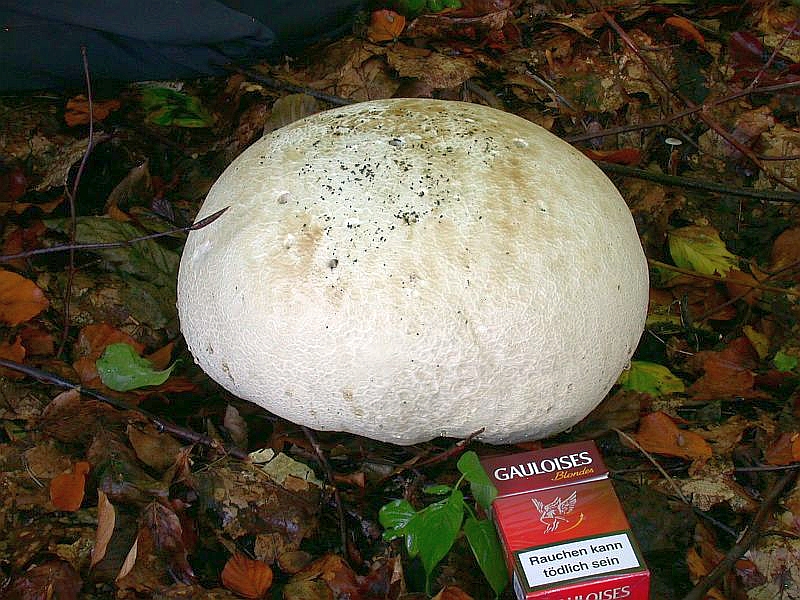 calvatia_gigantea_3.jpg