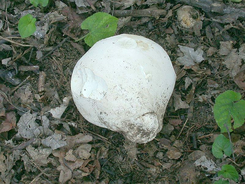 calvatia_gigantea_4a.jpg