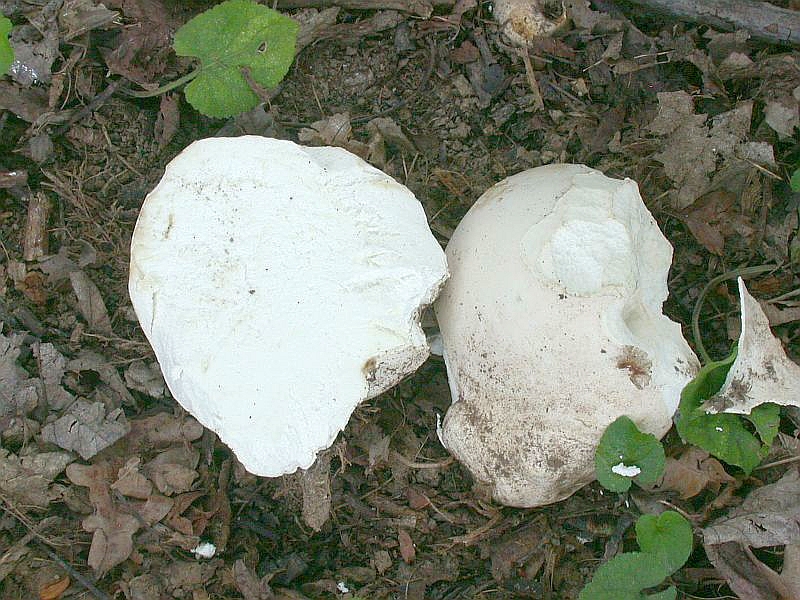 calvatia_gigantea_4b.jpg