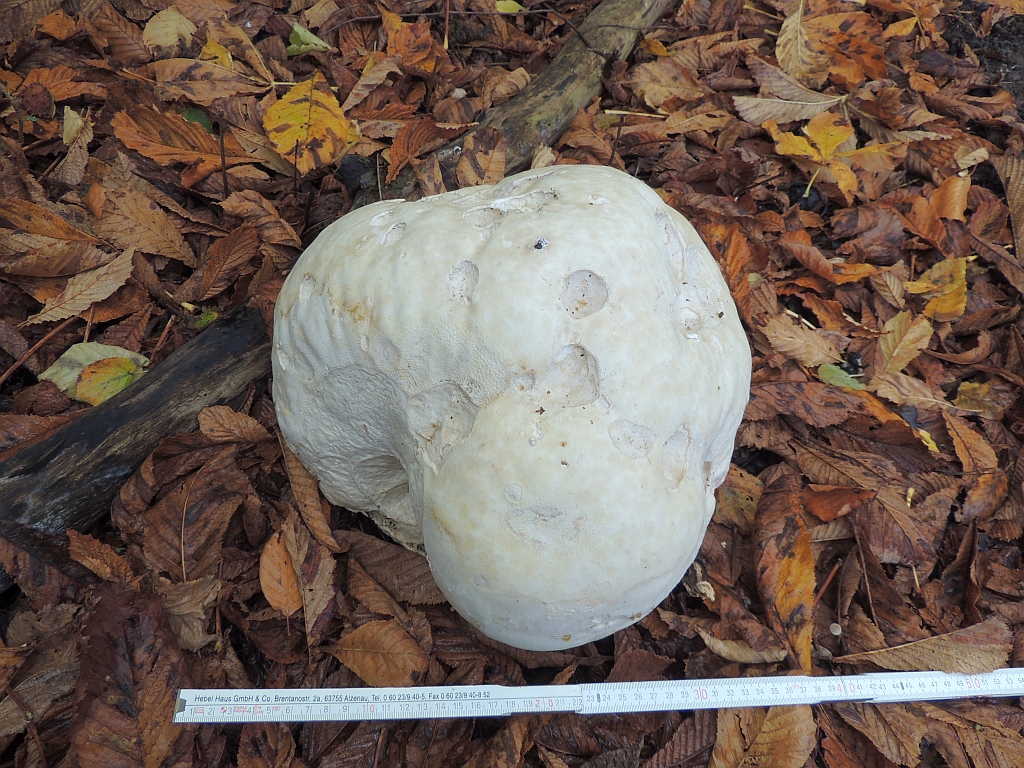 calvatia_gigantea_5a.JPG
