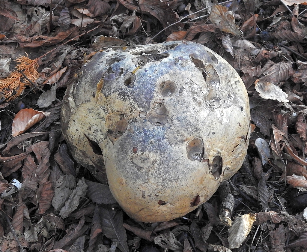 calvatia_gigantea_5b.jpg